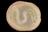 Fossil Ribbon Worm (Coprinoscolex) - Illinois #120952-1